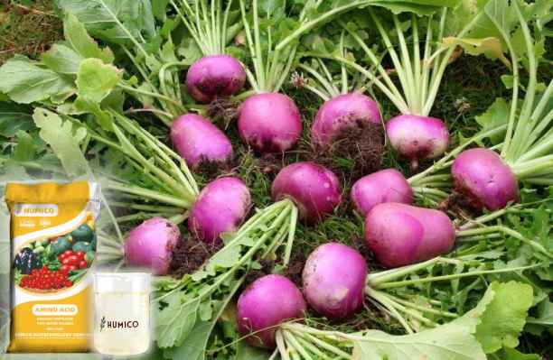 HumxAmino - What is the Function of the Nutrien for Plants Zinc Growth and Development - Turnip