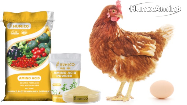 Humico - What is The Best Chicken Feed for Laying Hens