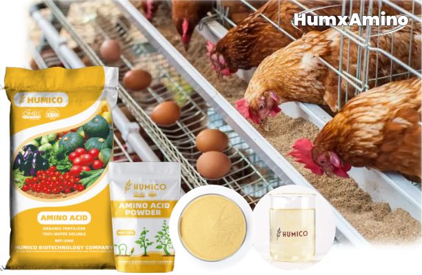 Humico - What is The Best Chicken Feed for Laying Hens