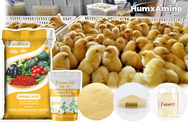 Humico - What is The Best Chicken Feed for Laying Hens