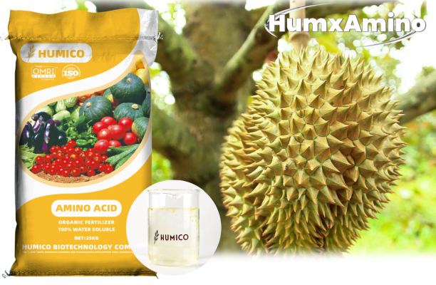Humico - Durian Fertilizer Guide - How to Plant Durian Tree and Fertilize