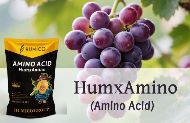 Humico - What does Boron Do for Plants Essential for Plant Health and Development