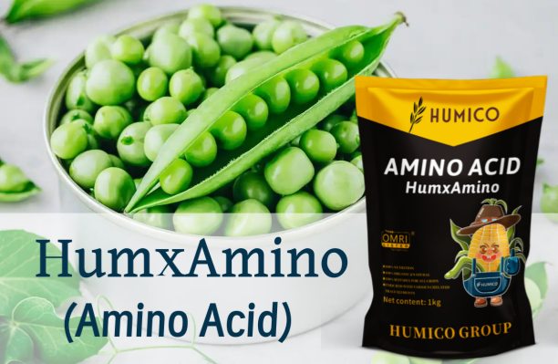 Humico - What is The Best Fertilizer for Peas, How and When to Fertilize Essential Tips for Healthy Grow