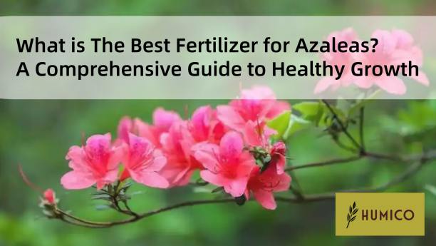 Humico - What is The Best Fertilizer for Azaleas A Comprehensive Guide to Healthy Growth