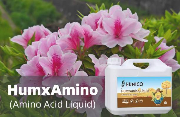 Humico - What is The Best Fertilizer for Azaleas A Comprehensive Guide to Healthy Growth