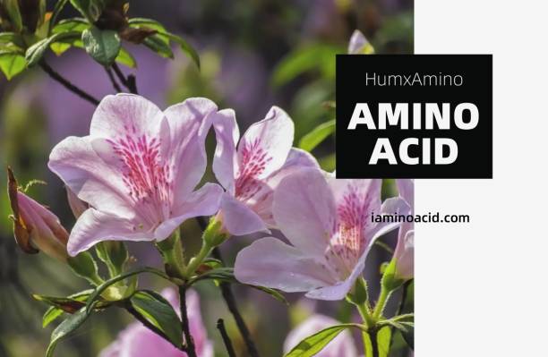 Humico - What is The Best Fertilizer for Azaleas A Comprehensive Guide to Healthy Growth