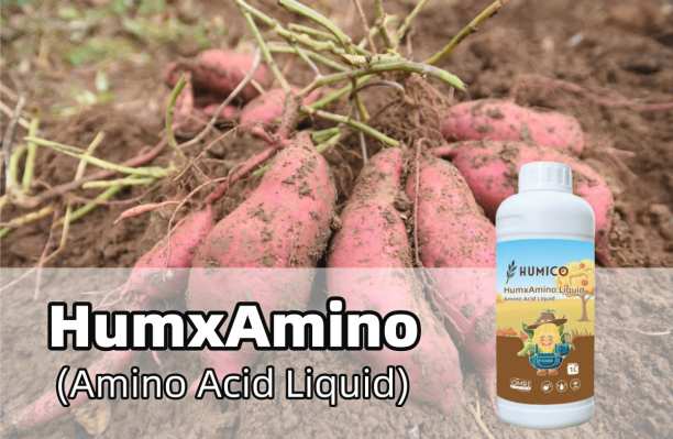What is The Best Fertilizer for Sweet Potatoes? How & When to Fertilize?