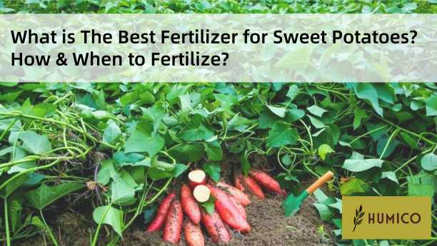What is The Best Fertilizer for Sweet Potatoes? How & When to Fertilize?